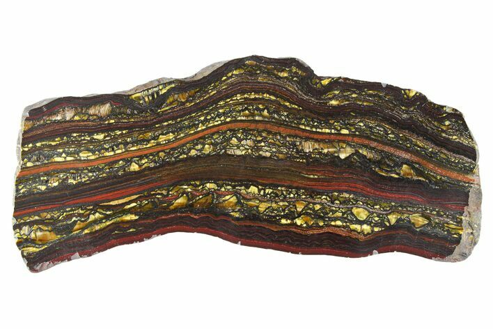 Polished Tiger Iron Stromatolite Slab - Billion Years #351886
